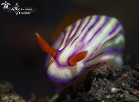 A Hypselodoris whitei (A. Adams & Reeve, 1850) | Hypselodoris Nudibranch