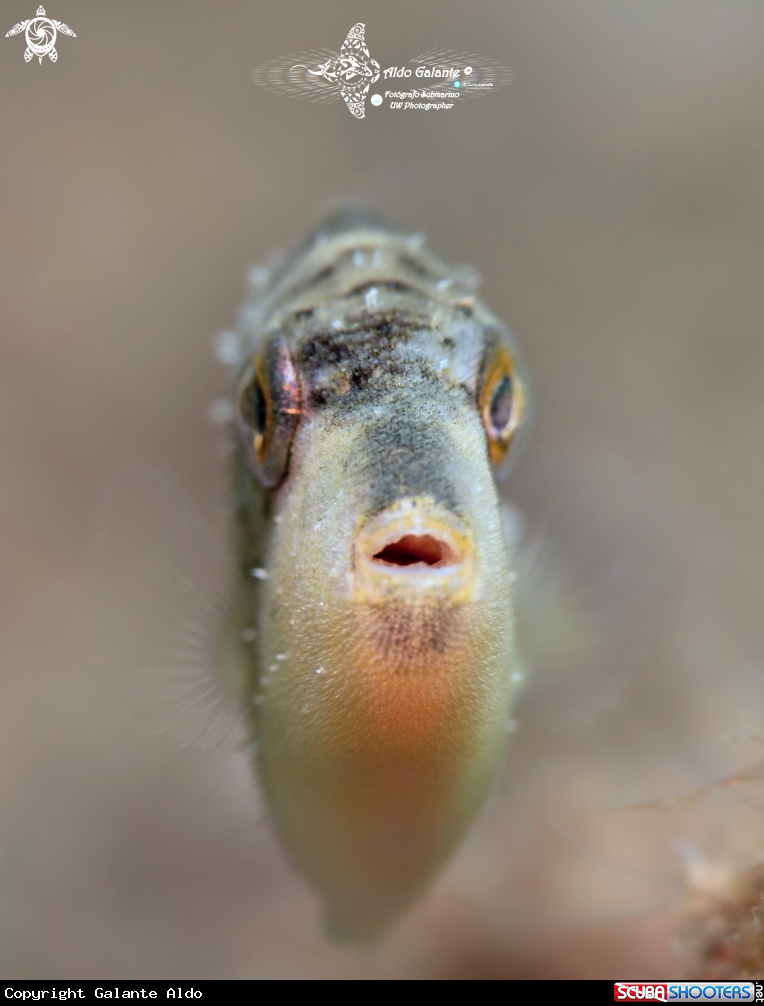 A Triggerfish Juvenil