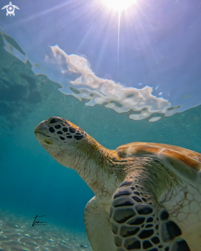 A Green sea turtle