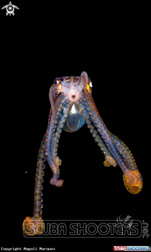 A Octopus larva