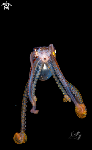 A Octopus larva