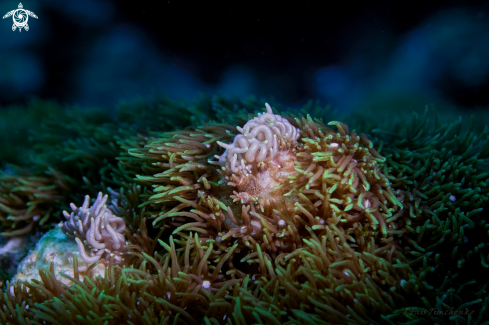 A NUDIBRANCH