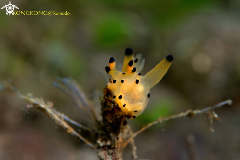 A Pikachu Nudibranch