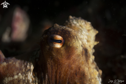 Common octopus