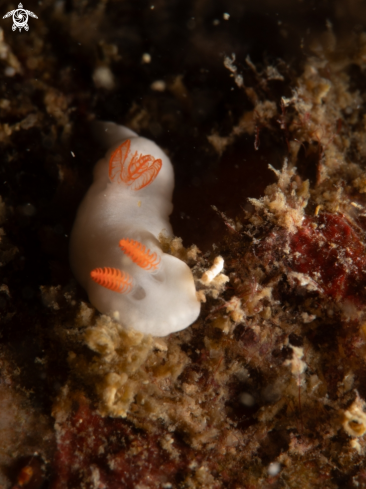 A hongkongensis |  hongkongensis nudi