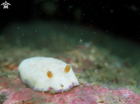 A Nudi