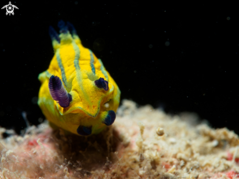 A Nudi