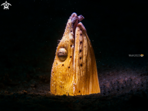 A Black-finned Snake Eel