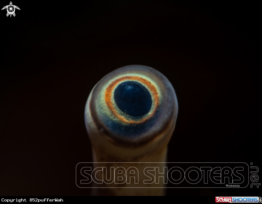 A Eye