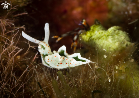 A Elysia timida nudibranch | Elysia timida nudibranch