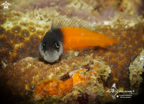 A Bicolor Blenny