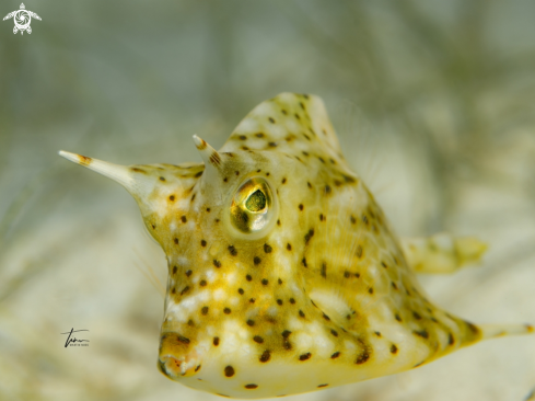 A Acanthostracion polygonius | Honeycomb Cowfish