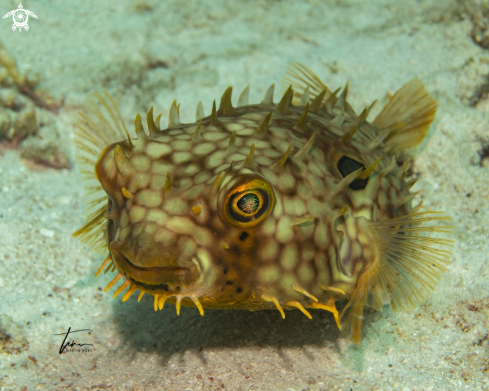 A Chilomycterus antillarum | Web Burrfish