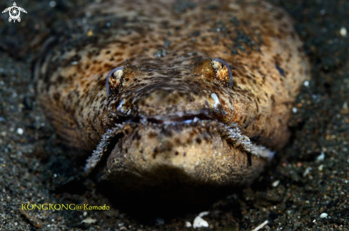 A Crocodile Snake Eel