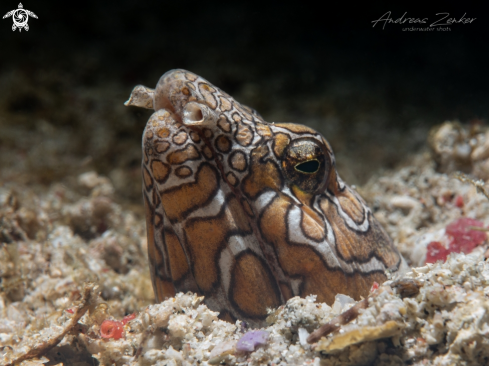 A Ophichthus bonaparti | Napoleon snake eel