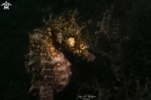 A Longsnout seahorse