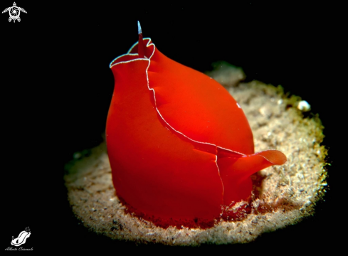 A Gastropteron rubrum