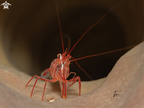 A Peppermint shrimp