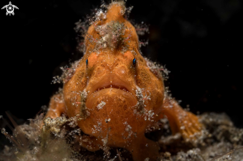 A Antennarius pictus | Painted Frogfish