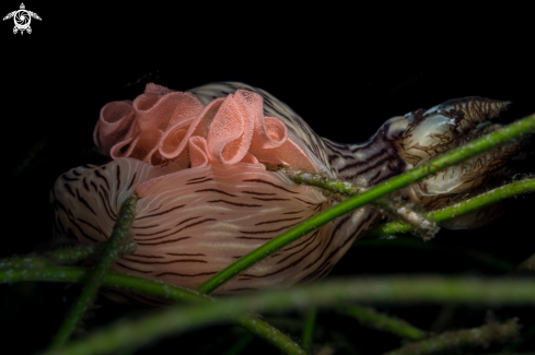 A Jorunna rubescens | Jorunna rubescens