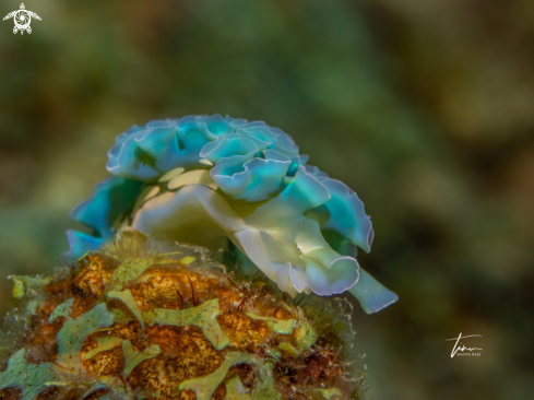 A Lettuce sea slug