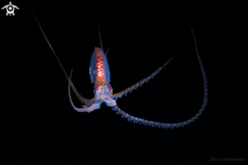 A OCTOPUS