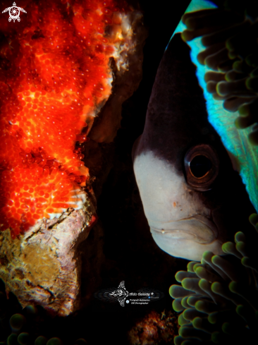 A Clark's Anemonefish & Eggs