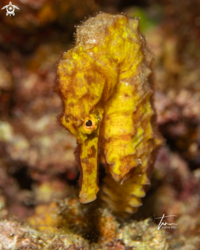 A Hippocampus reidi | Seahorse