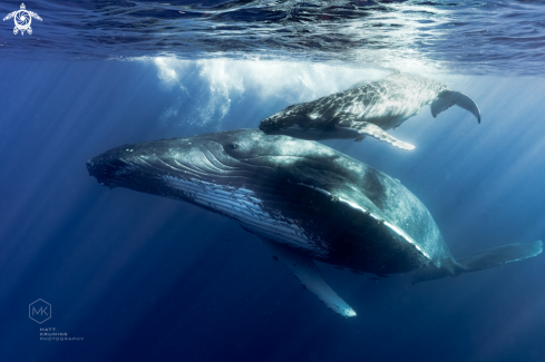 A Humpback Whale