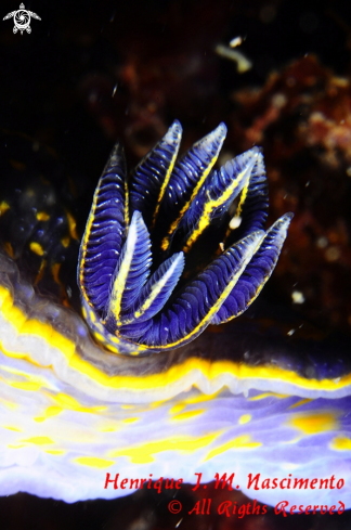 A Nudi