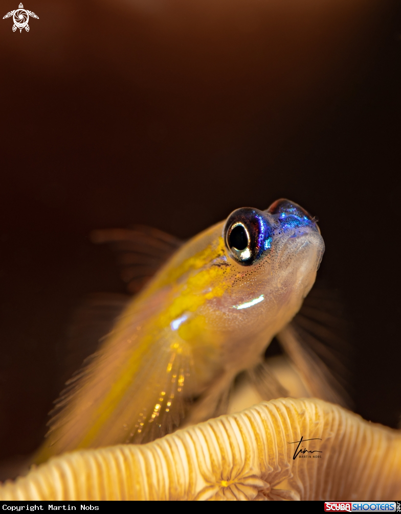 A Peppermint Goby
