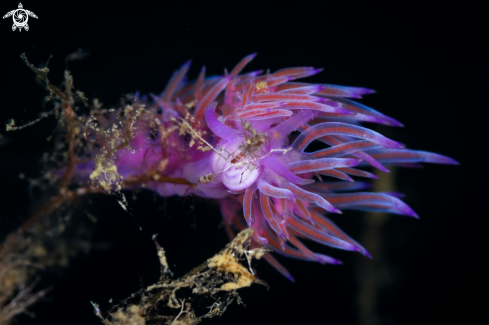 A Flabellina rosa nudibranch