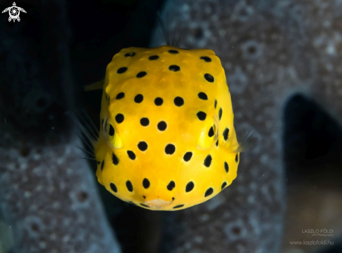 A Juvenile boxfish.