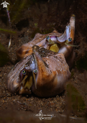 A Euprotomus bulla (Röding, 1798) | Sea Snail