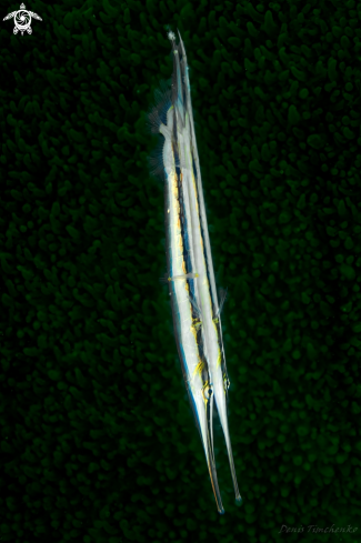 A Aeoliscus strigatus | FISH