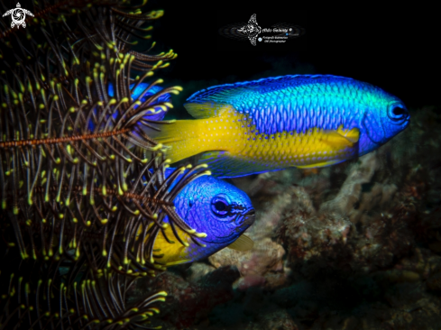 A Pomacentrus auriventris Allen, 1991 | Blue Fish