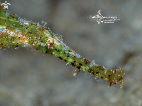 A Solenostomus cyanopterus Bleeker, 1854 | Ghost Pipe Fish