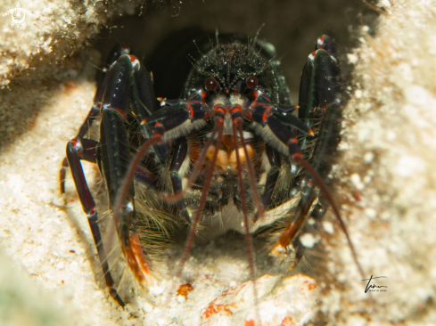 A Lobster shrimp