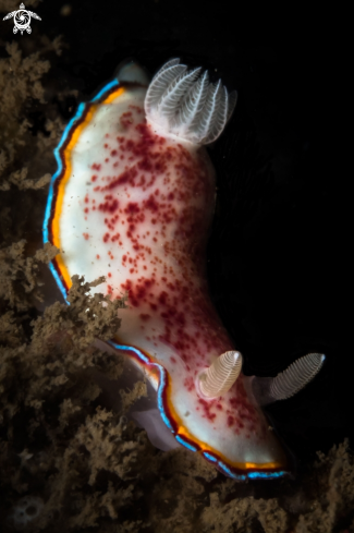 A Chromodoris trimarginata nudibranch | Chromodoris trimarginata nudibranch