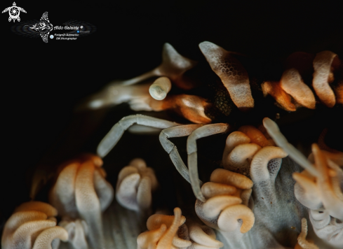 A Whip Coral Shrimp