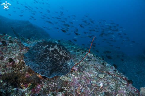 A marbal sting ray