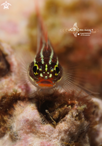 A Helcogramma striata (Hansen, 1986) | Tropical Striped Triplefin