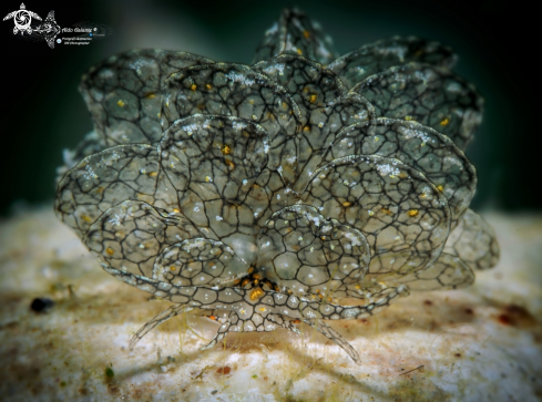 A Cyerce sp. | Cyerce Sea Slug