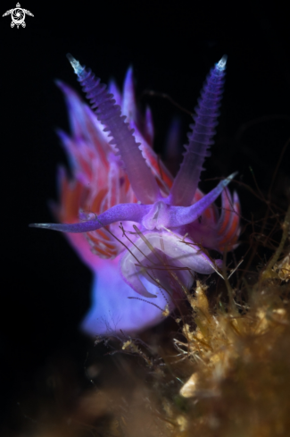 Flabellina nudibranch