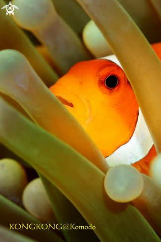 A False Clown Anemonefish