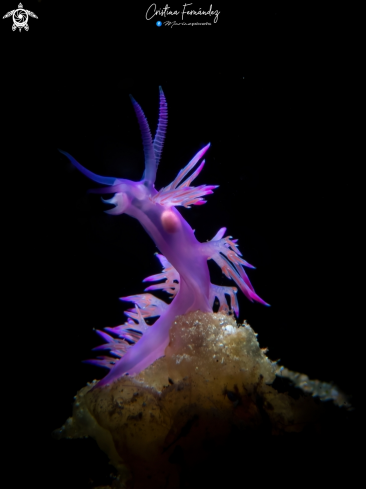 A Flabellina affinis | Nudibranch