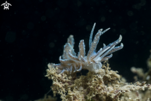 A Phyllodesmium crypticum