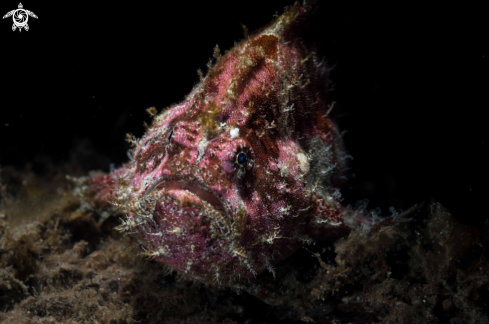 A Antennarius pictus | Painted Frogfish