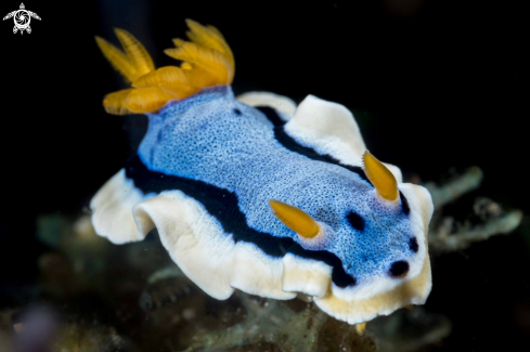 A Chromodoris annae | Chromodoris annae