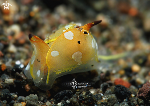 A Siphopteron flavolineatum Ong & Gosliner, 2017  | Siphopteron Lined (4 mm./0.15 inch) 